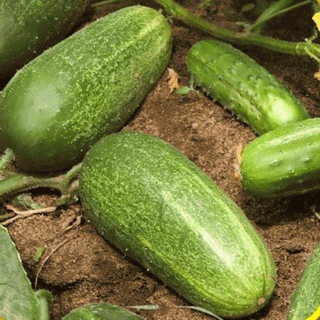 100 vegetable seeds Straight Eight Cucumber, fast growing    #ECHG69