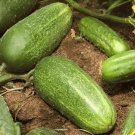 100 vegetable seeds Straight Eight Cucumber, fast growing    #ECHG69