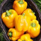 50 vegetable seeds  Golden Cal Wonder Sweet Bell Pepper     #ECHG69