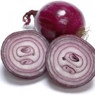 250 vegetable seeds red globe Onion Seeds Southport   #ECHG69