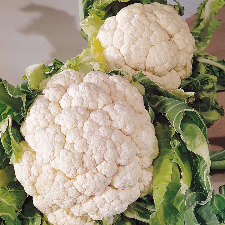 1000 vegetable seeds Cauliflower Snowball Y Improved, fast growing      #ECHG69