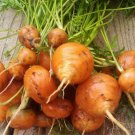 400 vegetable seeds Parisian Carrot Sweet Round Carrot  #ECHG69