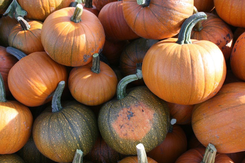 7 vegetable seeds Sugar Pie Pumpkin, fast growing #JBSE70