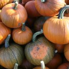 7 vegetable seeds Sugar Pie Pumpkin, fast growing #JBSE70