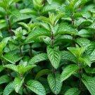 1000 seeds majito mint herb, fast growing  #JBSE70
