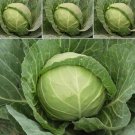 150 vegetable seeds Giant Russian Cabbage  #JBSE70