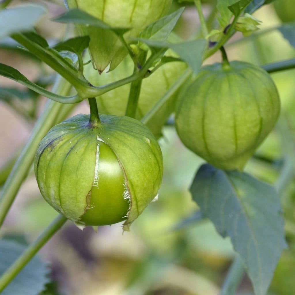 20 vegetable seeds Toma Verde Tomatillo, fast growing  #JBSE70