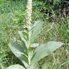 100 Seeds   Mullein Ornamental Plant  #JBSE70