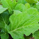 200 vegetable seeds  Florida Broadleaf   High Vitamin Content    #JBSE70