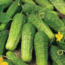20 vegetable seeds  Boston Pickling Cucumber    #JBSE70