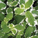 1000 seeds Pineapple Mint herb, fast growing   #JBSE70