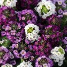 50 Flower Seeds Pink Alyssum  Easter Bonnet Series mix colors   #JBSE70
