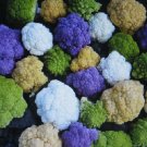 150 vegetable seeds Rainbow Blend Cauliflower   Broccoli   Mixed Colors    #JBSE70