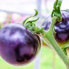 15 vegetable seeds Purple Tomato, easy to grow     #JBSE70