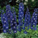 25 flower seeds Delphinium  Magic Fountain Series  Dark Blue Dark Bee Variety   #JBSE70