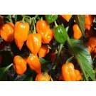 20 seeds Orange Habanero Pepper Seeds, easy to grow     #JBSE70
