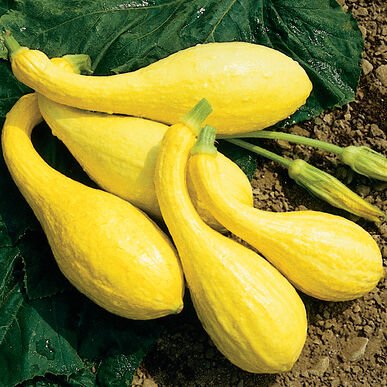 7 vegetable seeds  Crookneck summer squash   #JBSE70