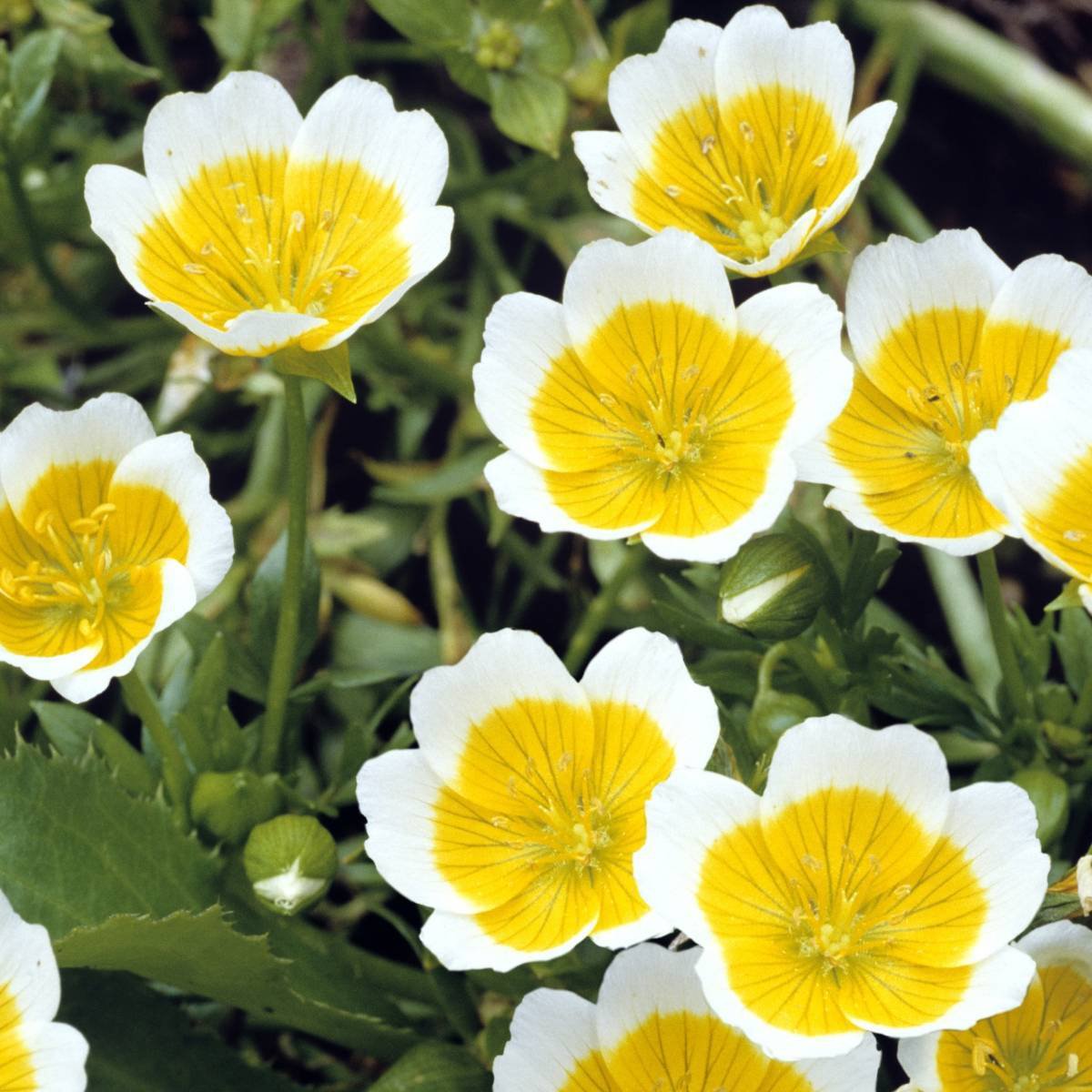 50 flower seeds Poached Egg, easy to grow    #JBSE70