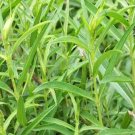 100 herb seeds Russian Tarragon, easy to grow    #JBSE70
