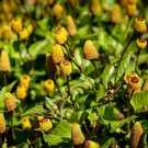 100 flowering herb seeds Toothache, easy to grow        #JBSE70