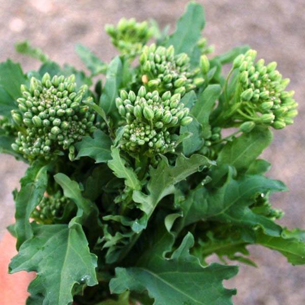 50 vegetable seeds Raab Broccoli, fast growing  #JBSE70
