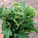 50 vegetable seeds Raab Broccoli, fast growing  #JBSE70