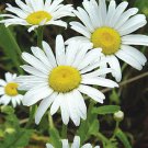75 flower seeds Shasta Daisy  Alaska   white color, easy to grow   #JBSE70