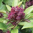 100 seeds Siam Queen Basil   Sweet & Spicy, easy to grow #JBSE70