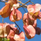 7 flower seeds Chinese Rain Tree Colorful Fragrant   #JBSE70