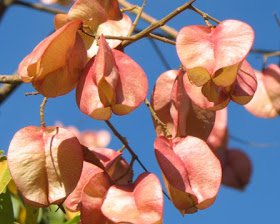 7 flower seeds Chinese Rain Tree Colorful Fragrant   #JBSE70