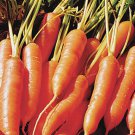 200 vegetable seeds Little Finger Carrot   #JBSE70