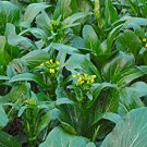 25 vegetable seeds Tsoi Sim  Chinese Green       #JBSE70