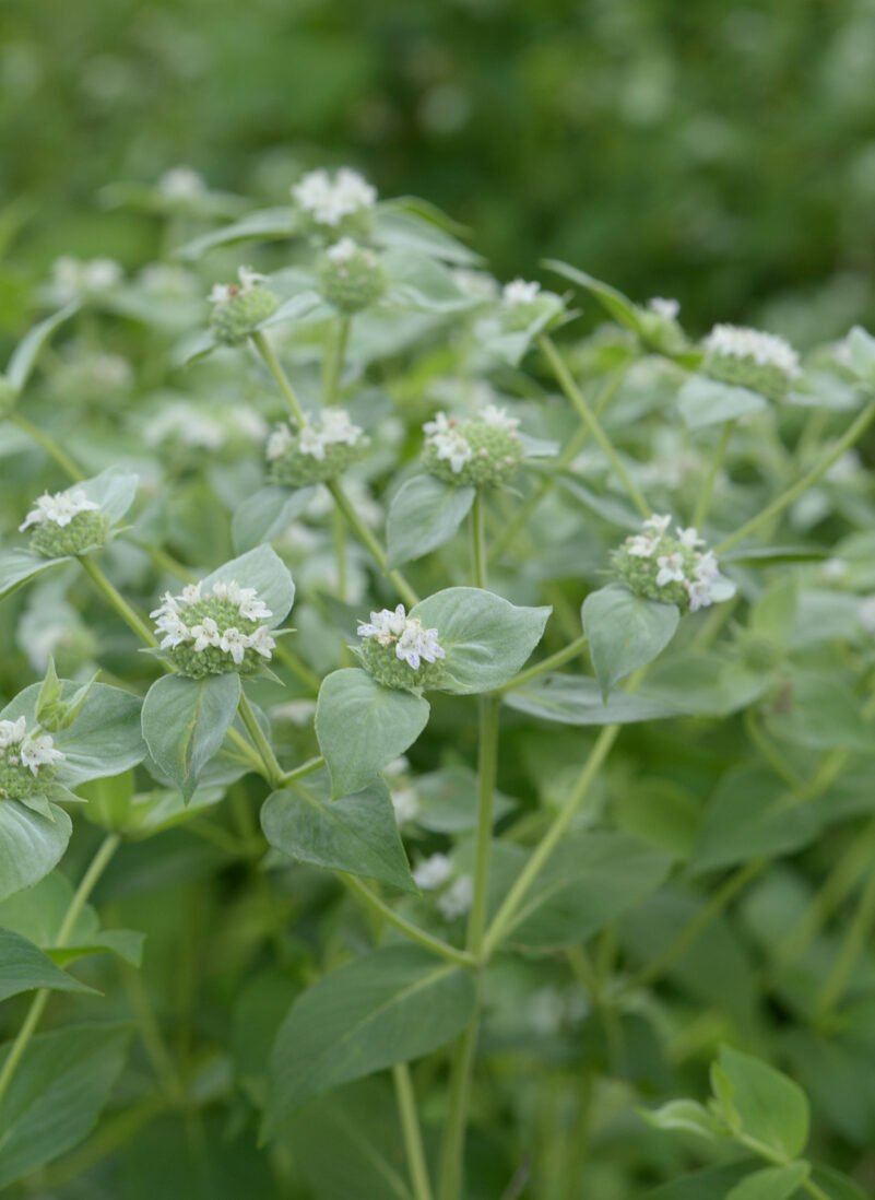 100 vegetable seeds Mountain Mint herb  #JBSE70