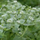 100 vegetable seeds Mountain Mint herb  #JBSE70