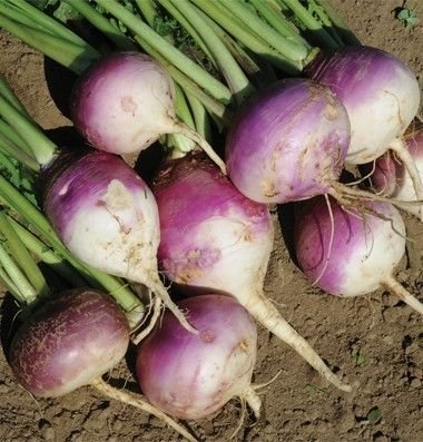 200 vegetable seeds Turnip Purple Top White Globe, easy to grow   #JBSE70