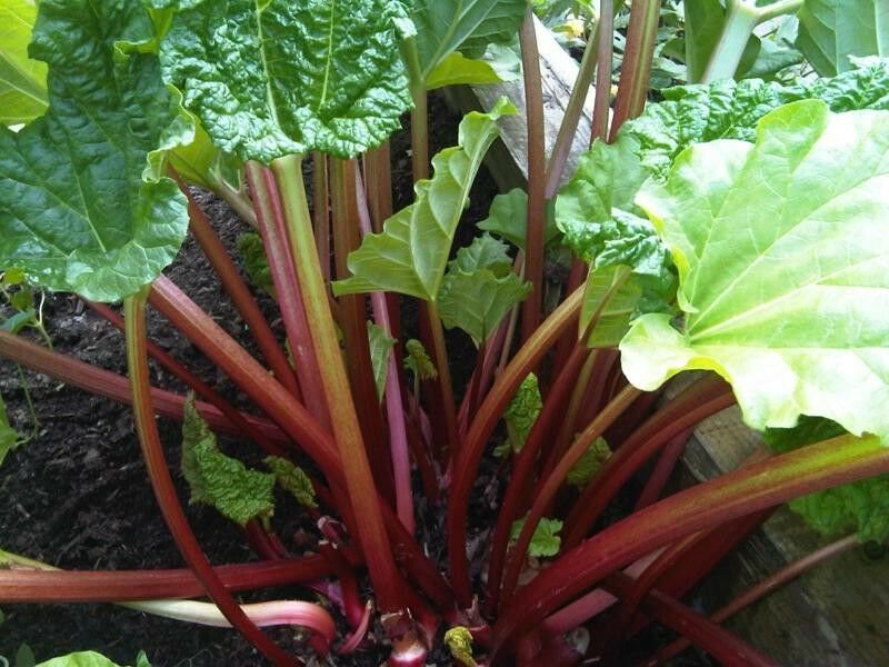 200 vegetable seeds Rhubarb Bulk       #JBSE70