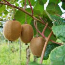 20 Fruit Seeds Kiwi Vine, easy to grow    #JBSE70