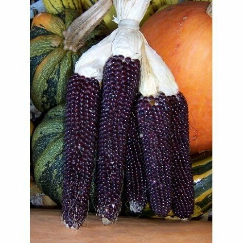 50 vegetable seeds Popcorn   Blue Kernel     #JBSE70