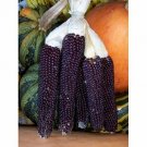 50 vegetable seeds Popcorn   Blue Kernel     #JBSE70