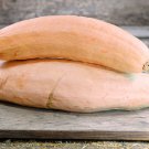 Jumbo Pink Banana Squash 7 Seeds        #JBSE70