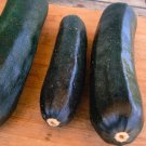 20 vegetable seeds Black Beauty Zucchinni     #JBSE70