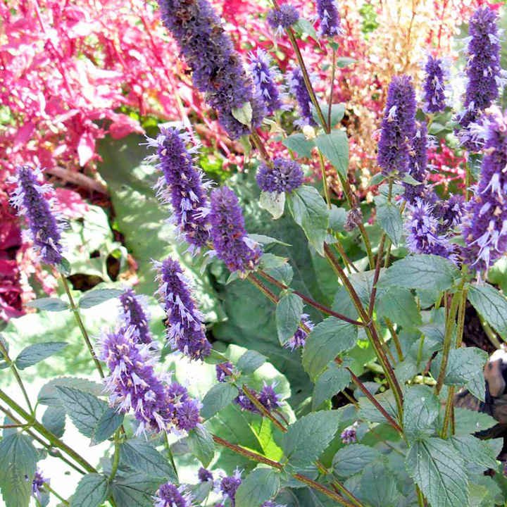 25 seeds herb purple Korean Mint     #JBSE70