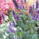 25 seeds herb purple Korean Mint     #JBSE70