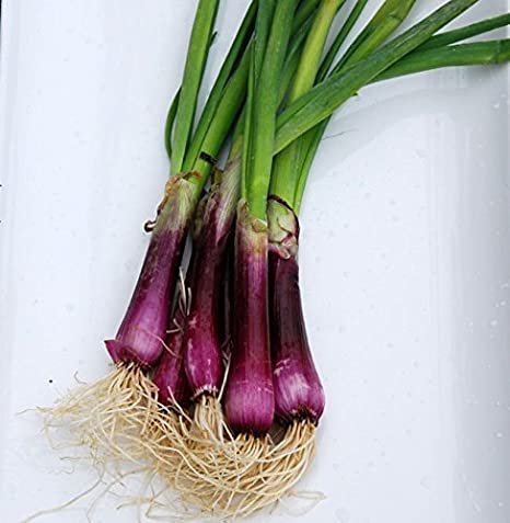 Bulk Deep Purple Bunching Onion Seeds  , 500 vegetable seeds     #JBSE70