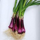 Bulk Deep Purple Bunching Onion Seeds  , 500 vegetable seeds     #JBSE70