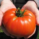 300 vegetable seeds Goliath Hybrid Tomato    #JBSE70