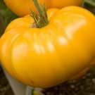 15 vegetable seeds Yellow Brandyvine Tomato, easy to grow     #JBSE70
