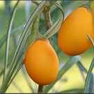 7 vegetable seeds Golden  Eggplant Easter Eggs, fast growing  #JBSE70
