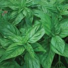 100 seeds Genovese Basil Seeds, easy to grow   #JBSE70