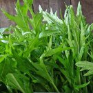 100 vegetable seeds Mizuna Mustard, fast growing  #JBSE70